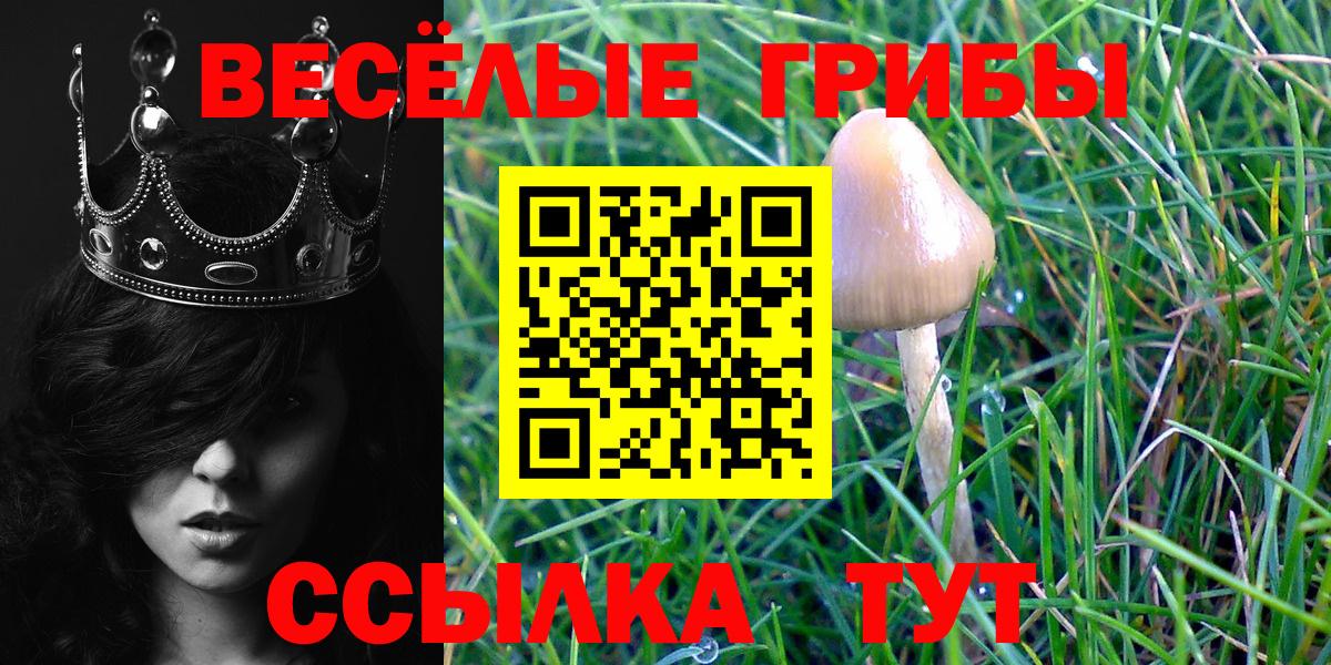 Галлюциногенные грибы Psilocybe Нурлат